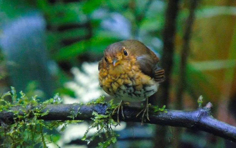 Bird watching at Mindo with My Trip Ecuador, Tour Operator
