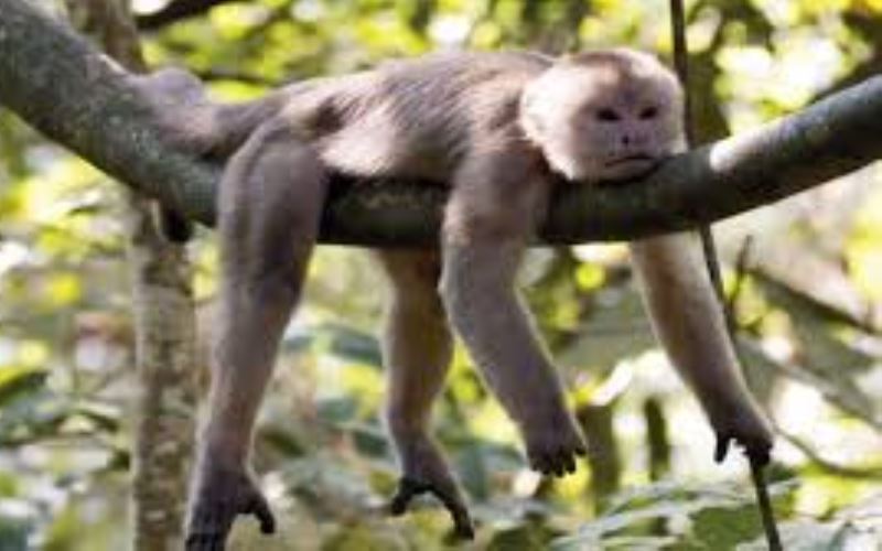 Monkey from the Amazon Jungle with My Trip Ecuador